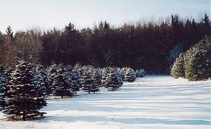 Windblown Tree Plantation