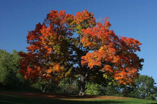 Hardwood Trees