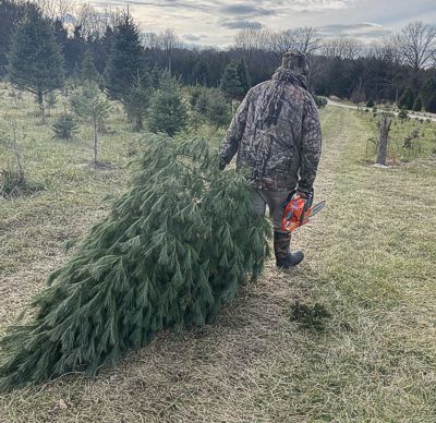 Staff cutting Christmas Tree for shipment